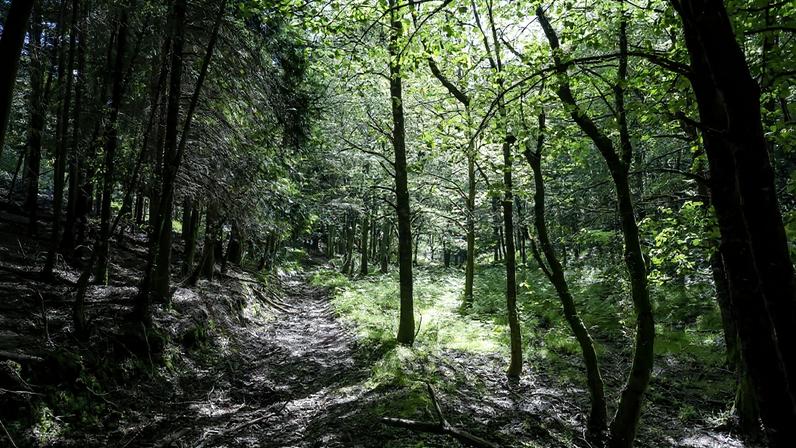 Florestas em que sete anos depois dos incêndios de Pedrógão Grande, alguma coisa mudou no território afetado pelos fogos. Há aldeias mais seguras e projetos que poderão mudar a paisagem, mas o eucaliptal abandonado está tão presente que quase parece “autóctone”, Figueiró de Vinhos, 24 de maio de 2024. (ACOMPANHA TEXTO DE 04-06-2024) PAULO NOVAIS/LUSA