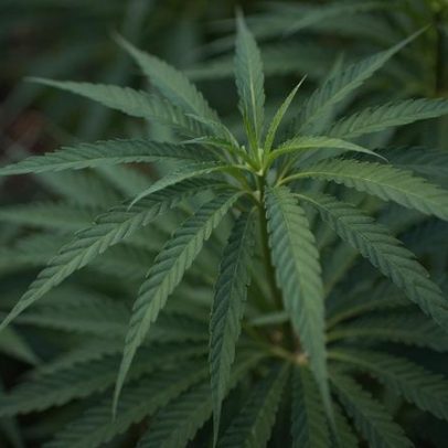 Canábis continua a ser a droga mais consumida em Portugal