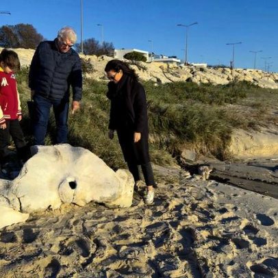 Osso de baleia milenar encontrado na Figueira da Foz