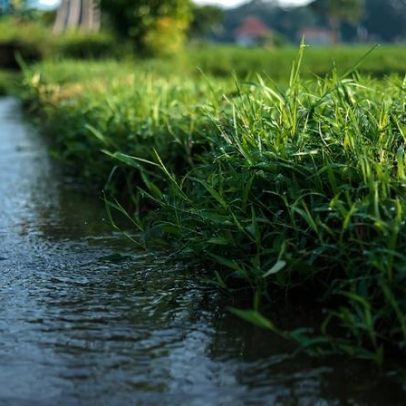 Por que limitar tecnologia capaz de sextuplicar a produção agrícola