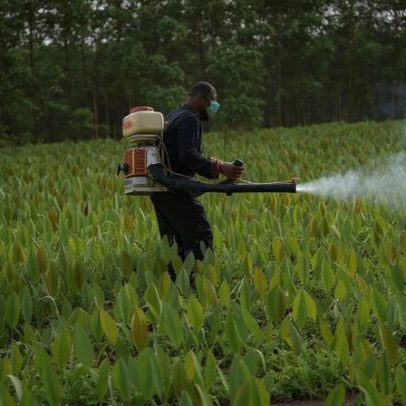 Bruxelas aponta para enfraquecer leis dos pesticidas, afirma Quercus