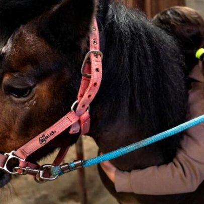 Cavalos e psicólogos ajudam crianças a enfrentar o bullying