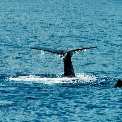 Museu da Baleia da Madeira promove a leitura de Moby-Dick