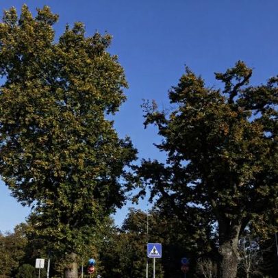 Área verde de Viseu aumenta com plantação de novas árvores