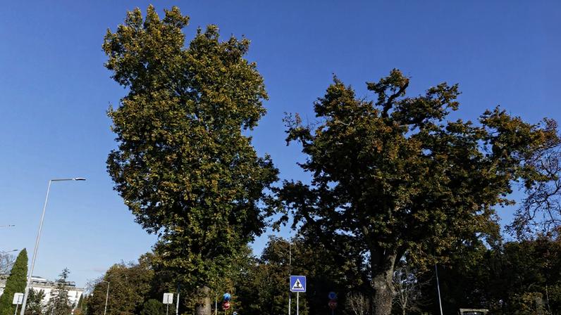 Área verde de Viseu aumenta com plantação de novas árvores