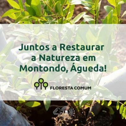 Quercus e ADPLP iniciam restauro com mais de cinco mil árvores em Águeda