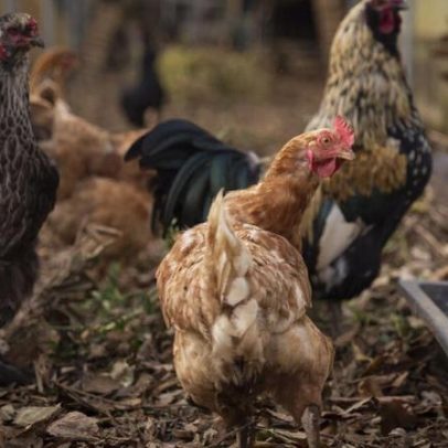 Gripe das aves detectada numa exploração de patos de engorda em Torres Vedras