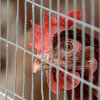52 focos de gripe das aves após nova confirmação em Aveiro