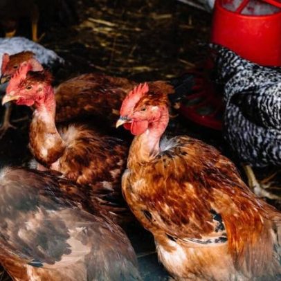 Novo foco de gripe das aves detectado numa exploração de galinhas em Tomar