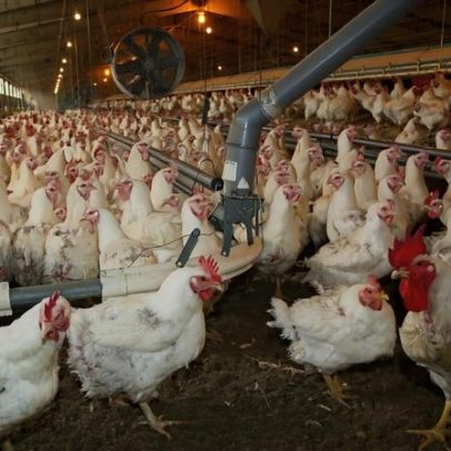 Bruxelas atualiza medidas de combate à gripe aviária