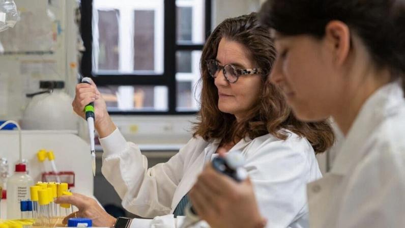 Bactéria identificada reduz inflamação intestinal e trava infecção