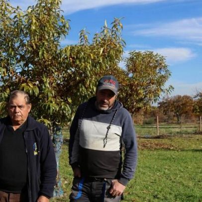 Agressão em souto e furtos de castanha preocupam Bragança