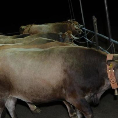 Compensações aos produtores por ataques de lobos sobem