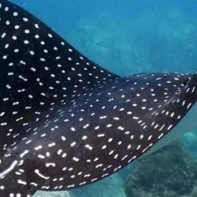 JN revela novo passo para proteger espécies marinhas