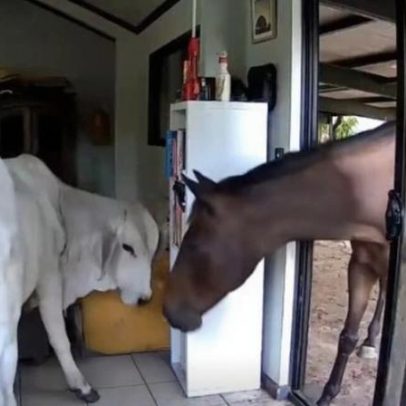 Câmara de segurança regista cães a deixar entrar boi e cavalo na casa de deputado australiano