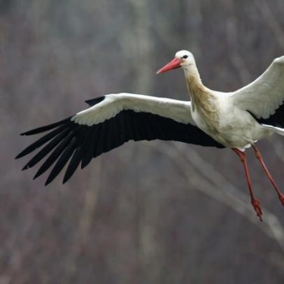 Estudo aponta maior ameaça para aves do Mediterrâneo