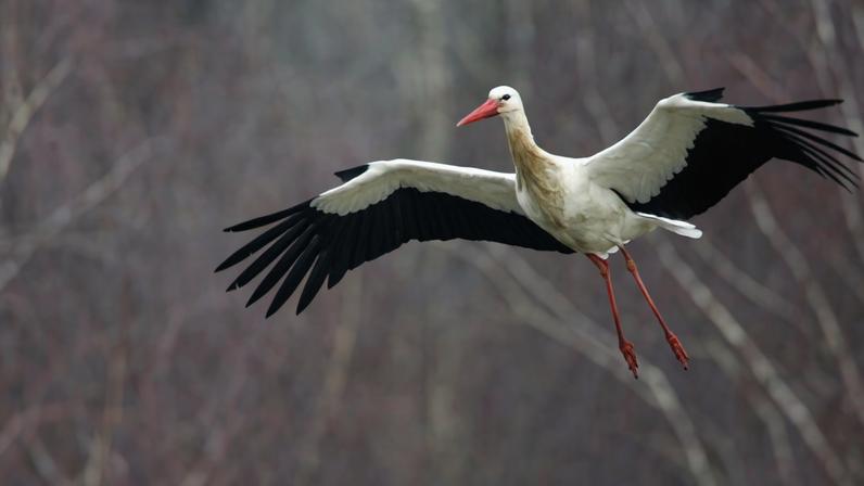 Estudo aponta maior ameaça para aves do Mediterrâneo