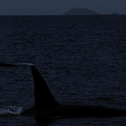 Orca ibérica descrita pela primeira vez com dialeto acústico