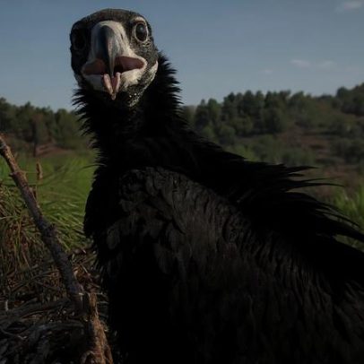 Casais de abutre-preto em Portugal sobem para mais de 119