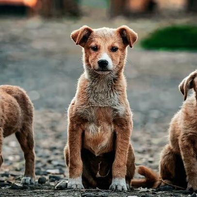 Campanha de esterilização de animais de companhia em Braga