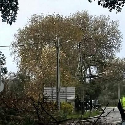 Ramos na estrada obstruem a EN 233 em Penamacor