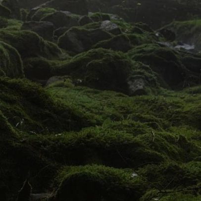 Musgos protegidos por lei: o que estabelece a legislação ambiental