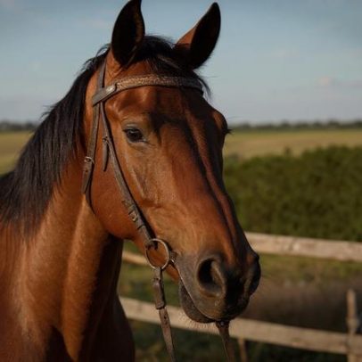 Febre do Nilo confirmada em Portugal; DGAV recomenda vacinação de cavalos
