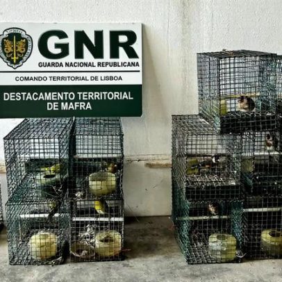 Mafra: resgate de 13 aves ilegais e apreensão de meios e processos proibidos