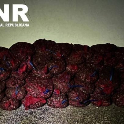 GNR apreende 600 kg de bivalves no Samouco, Alcochete