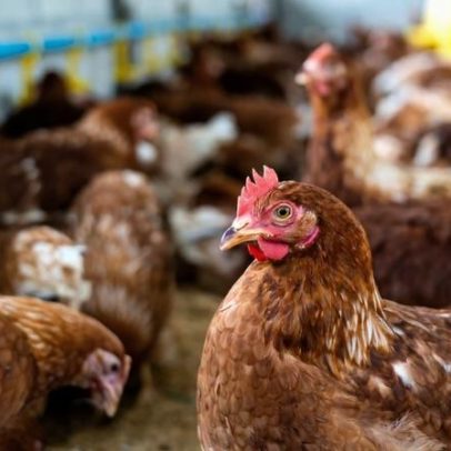Detectado novo foco de gripe das aves no distrito de Santarém