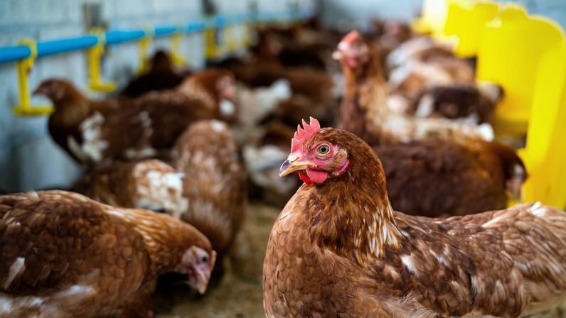 Detectado novo foco de gripe das aves no distrito de Santarém