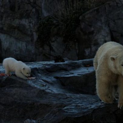 Adoção extremamente rara de urso polar é observada no Canadá