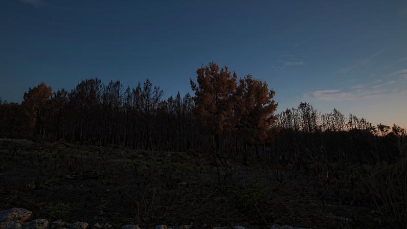 Incêndios de 2025 causaram 83 milhões de euros de prejuízos na Fileira do Pinho