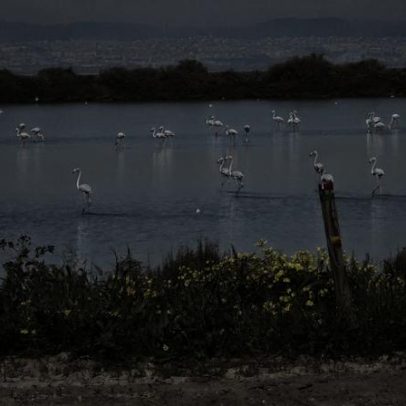 Caminhada para observar aves nas Salinas do Samouco anunciada