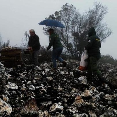 Animais selvagens afetados pelo maior incêndio de Seia com comedouros