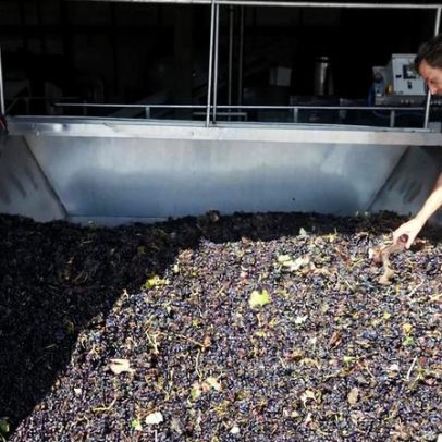 Produção de vinho cai 20% este ano, menor valor da última década
