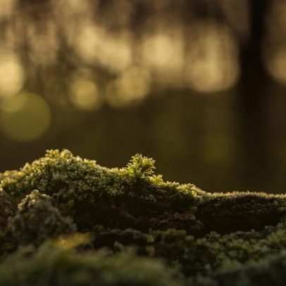 Musgo para o presépio: apanha é proibida por lei