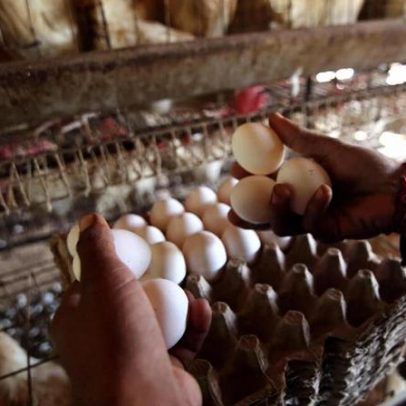 Gripe das aves eleva preços dos ovos, quase dobrando desde 2022