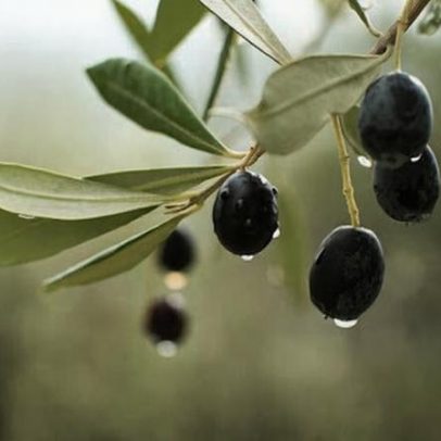 Campanha da azeitona em Ponte de Sor tem qualidade elevada e preços estáveis