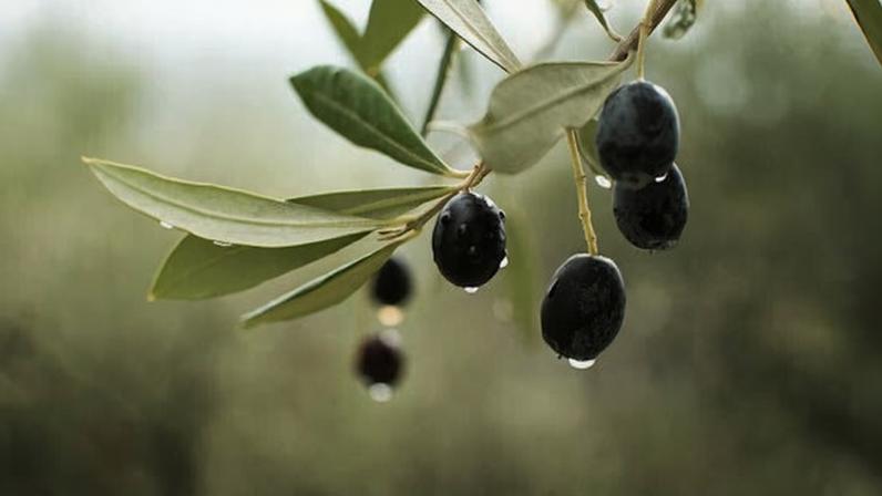 Campanha da azeitona em Ponte de Sor tem qualidade elevada e preços estáveis