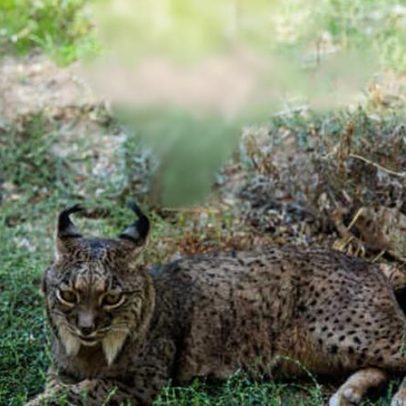 Cientistas criam embriões de lince-ibérico em laboratório pela primeira vez