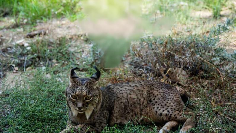 Cientistas criam embriões de lince-ibérico em laboratório pela primeira vez