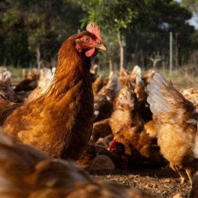 Autoridades monitorizam o aumento da gripe que já atingiu 50 mil aves