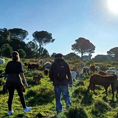 Passeio por pastor em Azeitão termina com pão, chouriço e vinho à fogueira