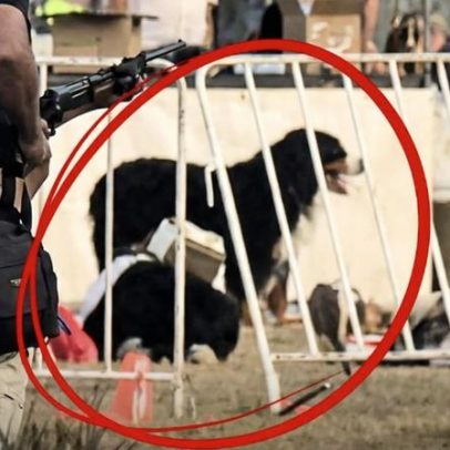 Cão leal protege o corpo do dono após ataque fatal em Bondi