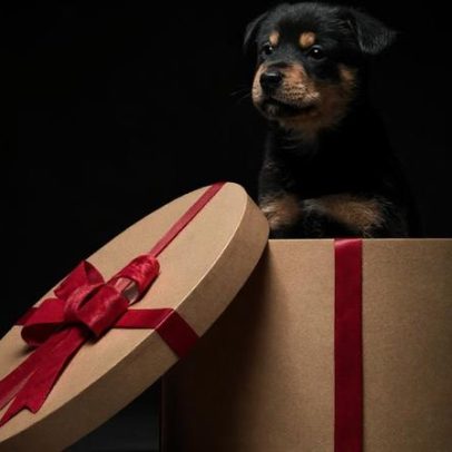 CROA suspende adoções de animais em Famalicão a partir de 14 de dezembro