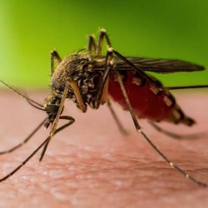 Mosquitos transmitem Febre do Nilo: já há casos confirmados em Portugal