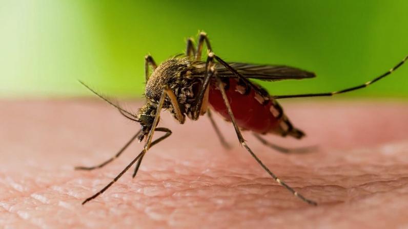 Mosquitos transmitem Febre do Nilo: já há casos confirmados em Portugal