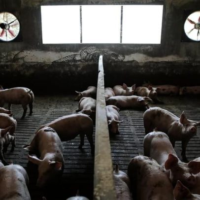 Venda e transporte de carne suína em Niassa interditada