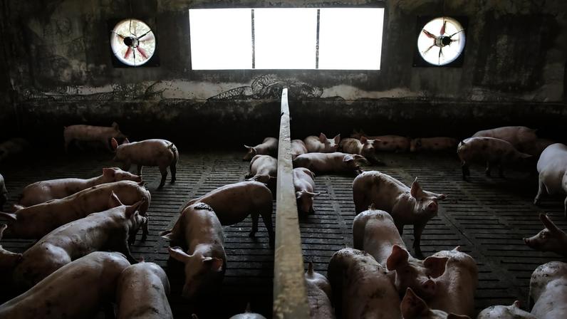 Venda e transporte de carne suína em Niassa interditada